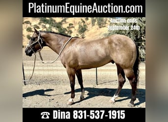 Quarter horse américain, Hongre, 11 Ans, 152 cm, Grullo, in Paicines, CA,