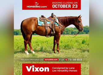 Quarter horse américain, Hongre, 9 Ans, 152 cm, Rouan Rouge, in Valley Springs,