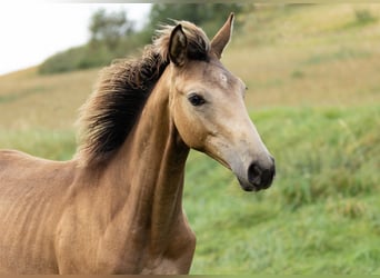 Trakehner, Stute, Fohlen (04/2024), 168 cm, Buckskin, in Wolfhagen,