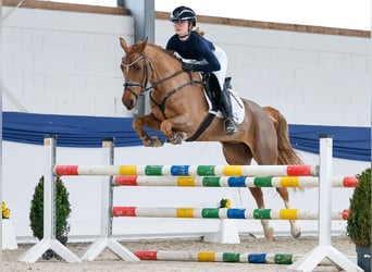 Deutsches Reitpony, Stute, 5 Jahre, 148 cm, Fuchs, in Marsberg