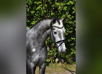 Connemara, Merrie, 4 Jaar, 146 cm, Appelschimmel, in Fürstenau,