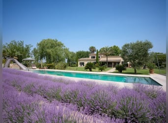 Mallorca - Finca mit Möglichkeit zur Pferdehaltung und tollem Ausreitgebiet