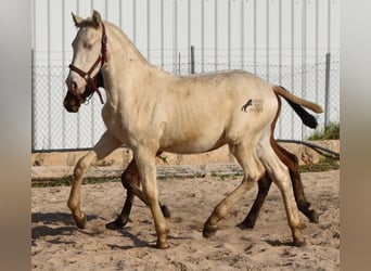 Andalusian, Stallion, 1 year, 15.3 hh, Perlino, in Mallorca,