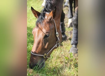 LANDWIRTSCHAFTLICHE*R  MITARBEITER*IN  für guten PFERDEBETRIEB gesucht !!