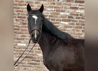German Sport Horse, Mare, 5 years, 15.2 hh, Black, in Grevenbroich,