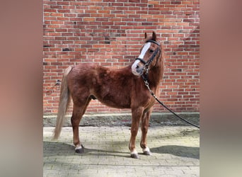 Welsh A (Mountain Pony), Gelding, 15 years, 12.1 hh, Chestnut-Red, in Harpstedt,