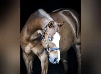 Gunnershollywoodcuda