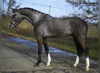 Caballo de salto Oldenburgo, Caballo castrado, 3 años, 169 cm, Tordo, in Szarvas