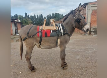 Burro, Yegua, 11 años, 147 cm, Tordo, in BERGA, BARCELONA
