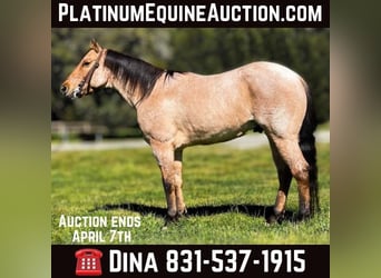 American Quarter Horse, Wallach, 7 Jahre, 152 cm, Falbe, in Paicines CA,