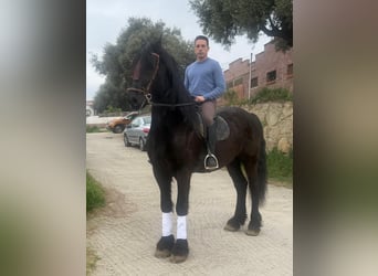 Friesian horses, Gelding, 9 years, 16,3 hh, Black, in El Tiemblo