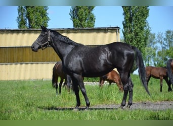 Trakehner, Yegua, 18 años, 172 cm, Negro, in Sępopol