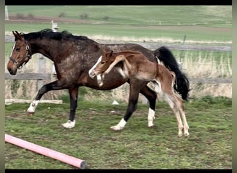 Westphalian, Stallion, Foal (03/2024), 16.2 hh, Sorrel, in Emmerthal,