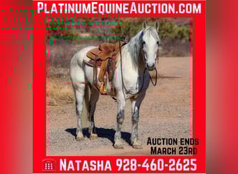 Warlander, Gelding, 10 years, 15,1 hh, Gray, in Camp Verde Az,