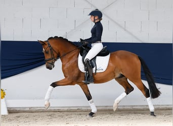 Deutsches Reitpony, Wallach, 5 Jahre, 147 cm, Brauner, in Marsberg