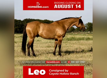 Quarter horse américain Croisé, Hongre, 10 Ans, 160 cm, Buckskin, in Waterford, CA,