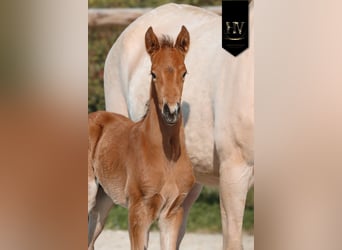 Lusitanien, Étalon, Poulain (01/2026), Buckskin, in Grury