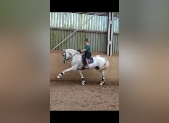 PRE, Wallach, 13 Jahre, 165 cm, Schimmel, in Fürfeld,