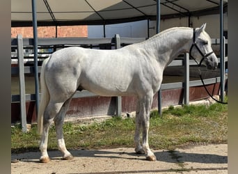 KWPN, Hengst, 4 Jaar, 173 cm, Schimmel, in Spilsby