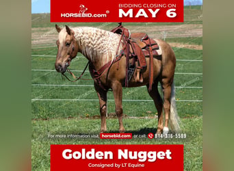 Quarter horse américain, Hongre, 12 Ans, 152 cm, Palomino, in Shippenville,