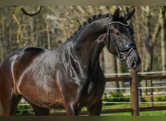 KWPN, Merrie, 3 Jaar, 168 cm, Zwart, in Loon op Zand