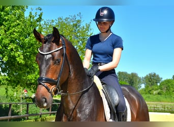 KWPN, Wallach, 4 Jahre, 170 cm, Brauner, in Neuss