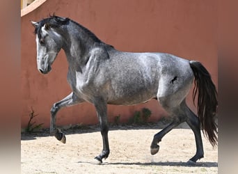 Andaluces, Semental, 2 años, 148 cm, Tordo, in Menorca