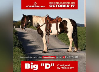 Draft Horse Mix, Gelding, 10 years, 16.2 hh, in Rebersburg, PA,