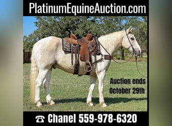 Quarter horse américain, Hongre, 8 Ans, Palomino, in Jacksboro TX,