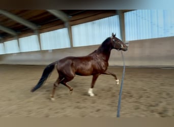 Hanoverian, Gelding, 3 years, 16,1 hh, Bay-Dark, in Hohenbrunn