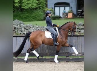 Rhinelander, Gelding, 12 years, 16,1 hh, Brown, in Egtved