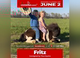 More ponies/small horses, Gelding, 8 years, 10 hh, in Brownstown, IL