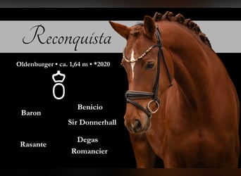 Oldenburgo, Yegua, 6 años, 164 cm, Alazán-tostado, in Wehringen