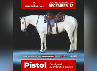 Quarter horse américain, Hongre, 8 Ans, 147 cm, Palomino, in Millerstown, PA,