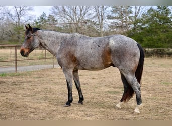American Quarter Horse, Gelding, 7 years, 16 hh, Roan-Bay, in Hatfield