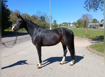 Farina