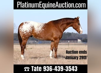 Quarter horse américain, Hongre, 10 Ans, 152 cm, Alezan cuivré, in Madisonville TX,
