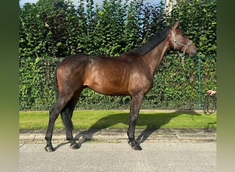 Zangersheide, Ruin, 5 Jaar, 175 cm, Bruin, in Relegem,