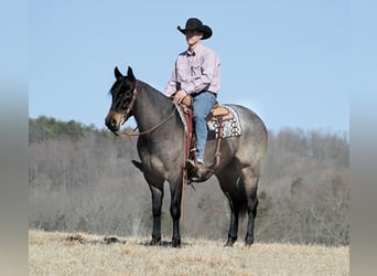 Quarter horse américain, Hongre, 6 Ans, 163 cm, Rouan Bleu, in Mount vernon KY,
