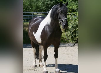 Fries paard Mix, Merrie, 13 Jaar, 158 cm, Gevlekt-paard, in Windhagen,