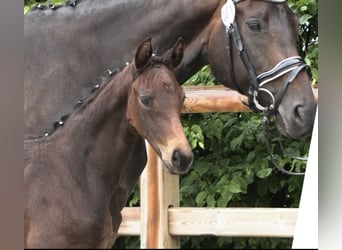 Oldenburg, Mare, , 16,1 hh, Bay-Dark, in Gro&#xDF;efehn Bagband