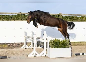 Oldenburgo, Semental, 2 años, 163 cm, Castaño, in Waddinxveen,