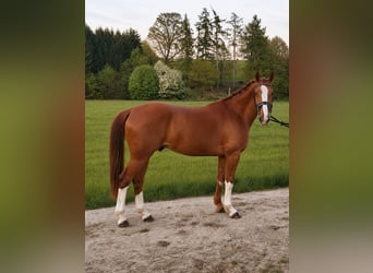 Wallach 4 Jahre