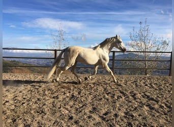 PRE, Stallion, 12 years, 16.1 hh, Gray, in Bérchules,