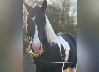 Classix C’est la Vie