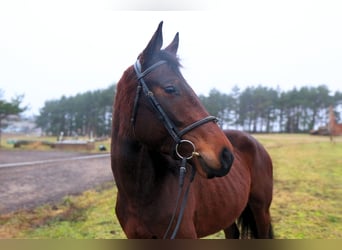 Other Breeds, Mare, 5 years, 16.2 hh, Bay-Dark, in Palanga,