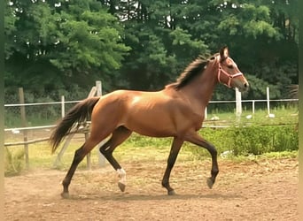 Stallion 1 year
