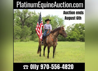 Quarter horse américain, Hongre, 12 Ans, 155 cm, Grullo, in Nunn CO,