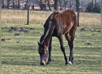 Klacz 1 Rok
