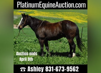 Quarter horse américain, Hongre, 12 Ans, 152 cm, Noir, in Paicaies CA,